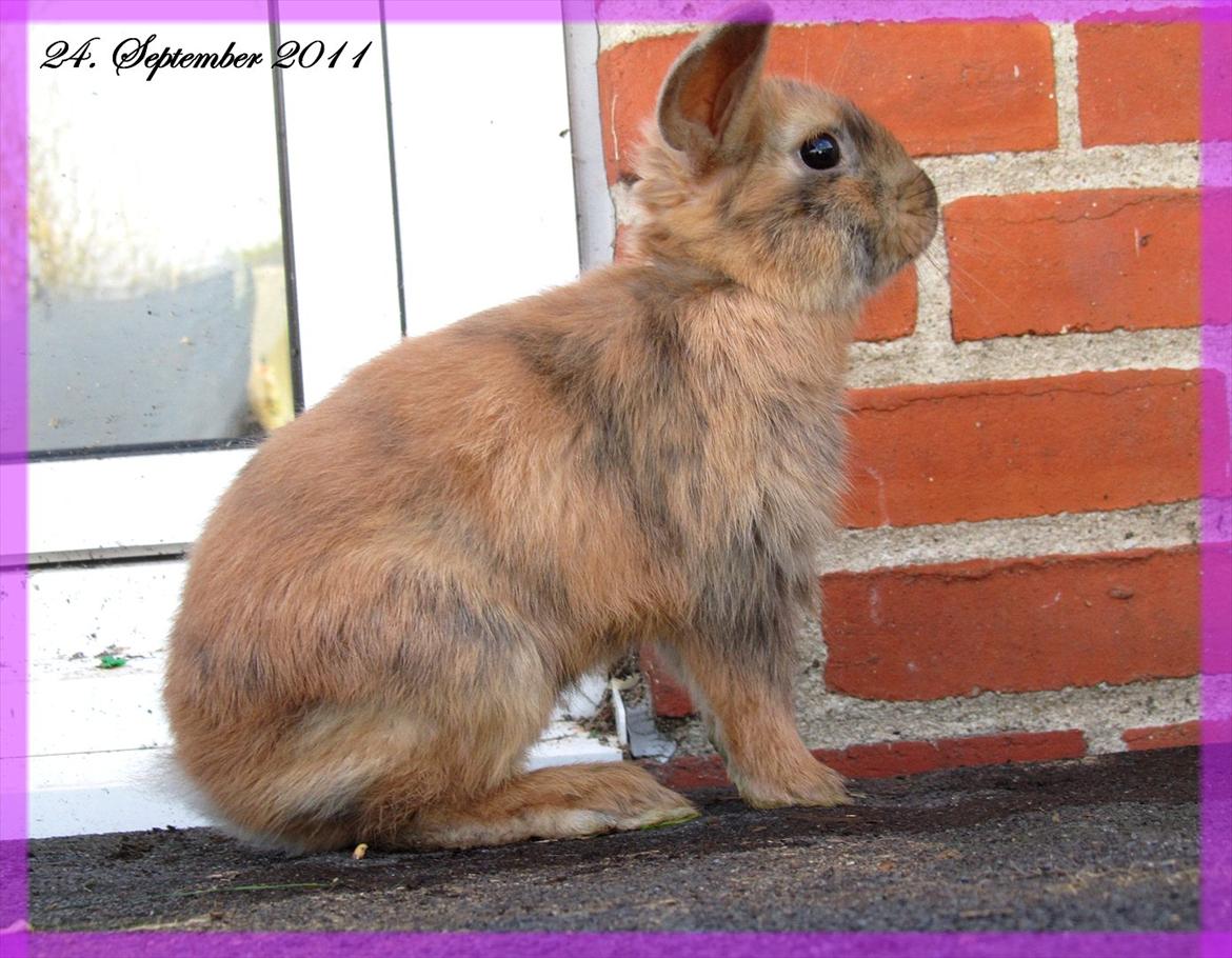 Kanin Batgirl billede 3