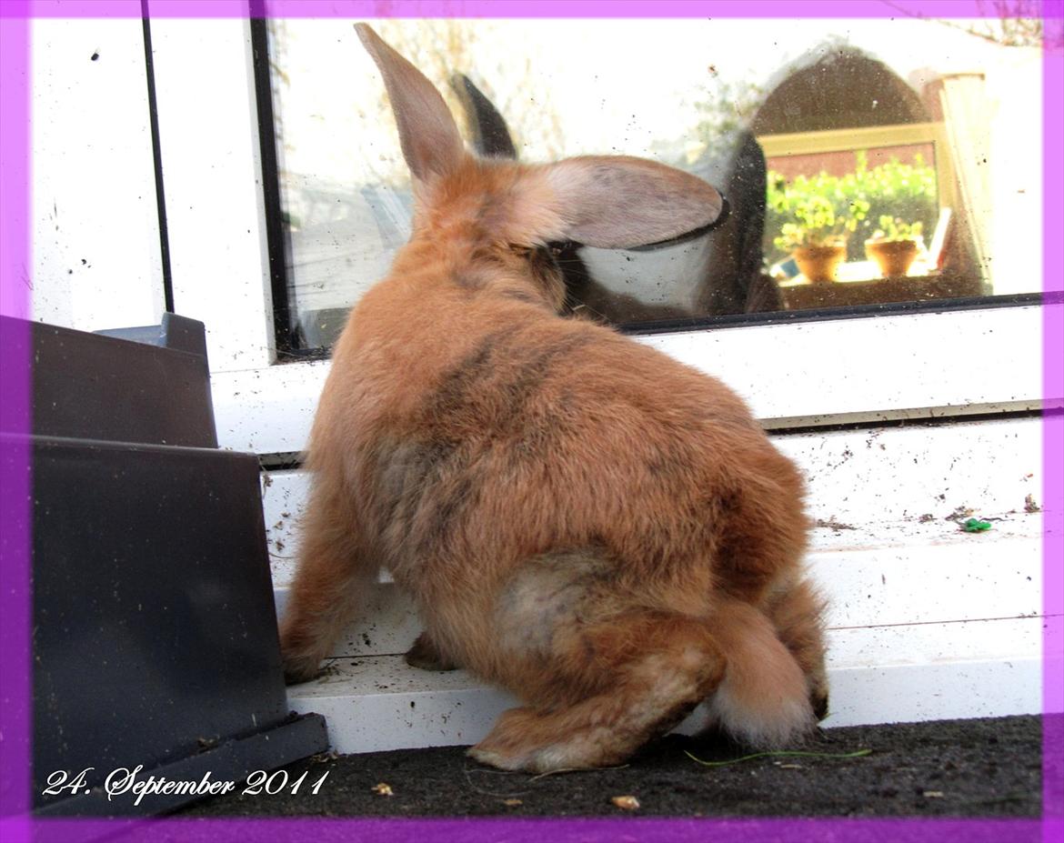 Kanin Batgirl billede 13