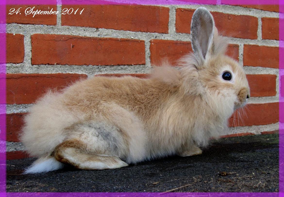 Kanin Gizmo - Slikke fidusern <3 billede 4