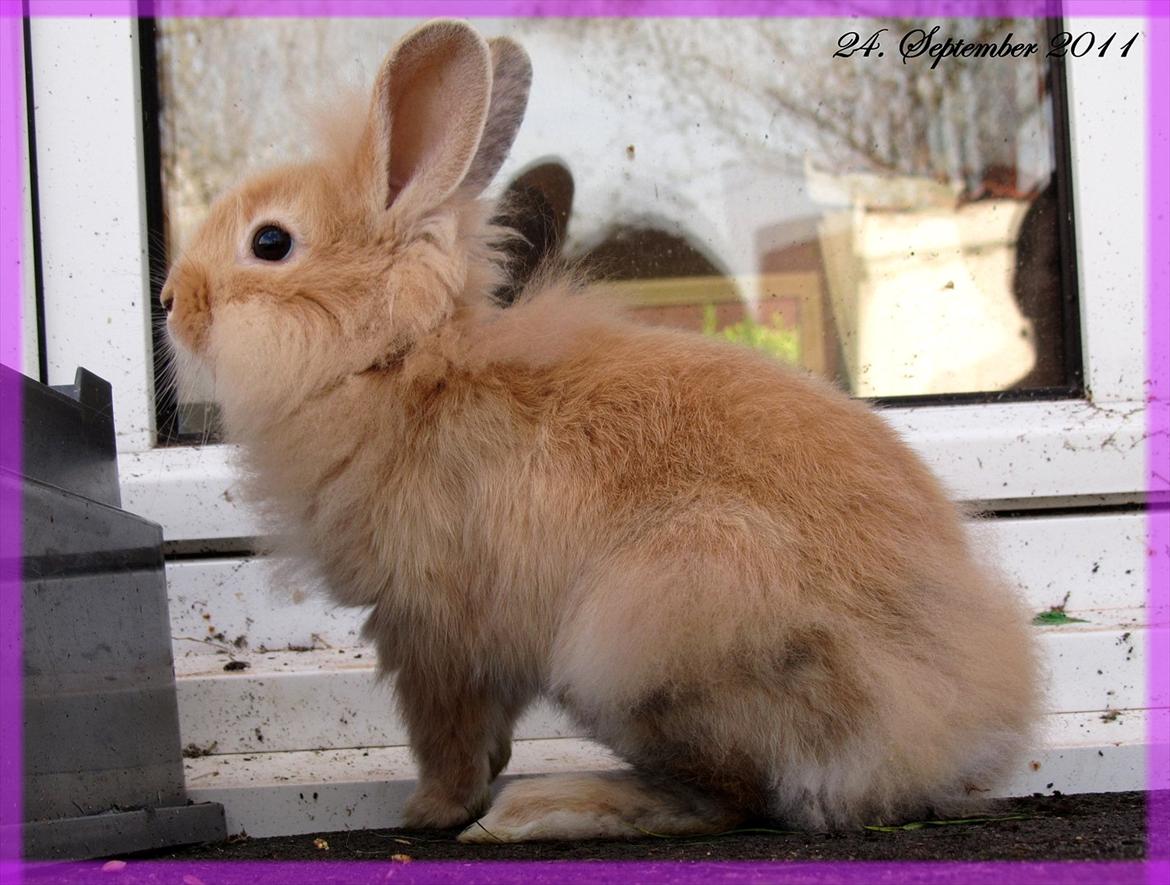 Kanin Gizmo - Slikke fidusern <3 billede 5