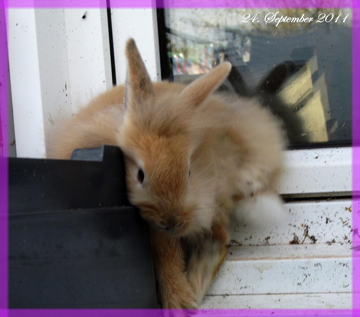 Kanin Gizmo - Slikke fidusern <3 billede 10