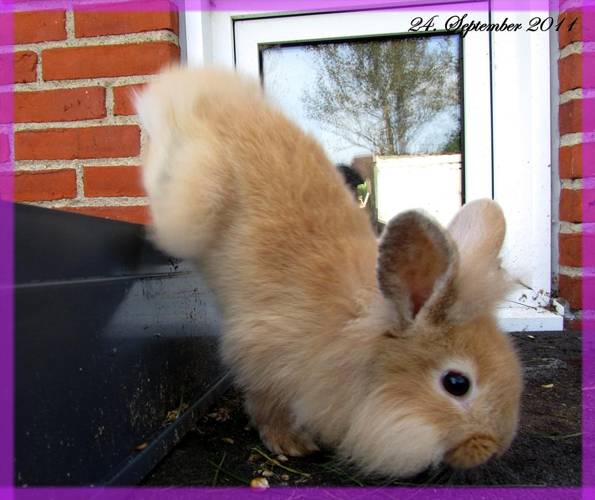 Kanin Gizmo - Slikke fidusern <3 billede 8