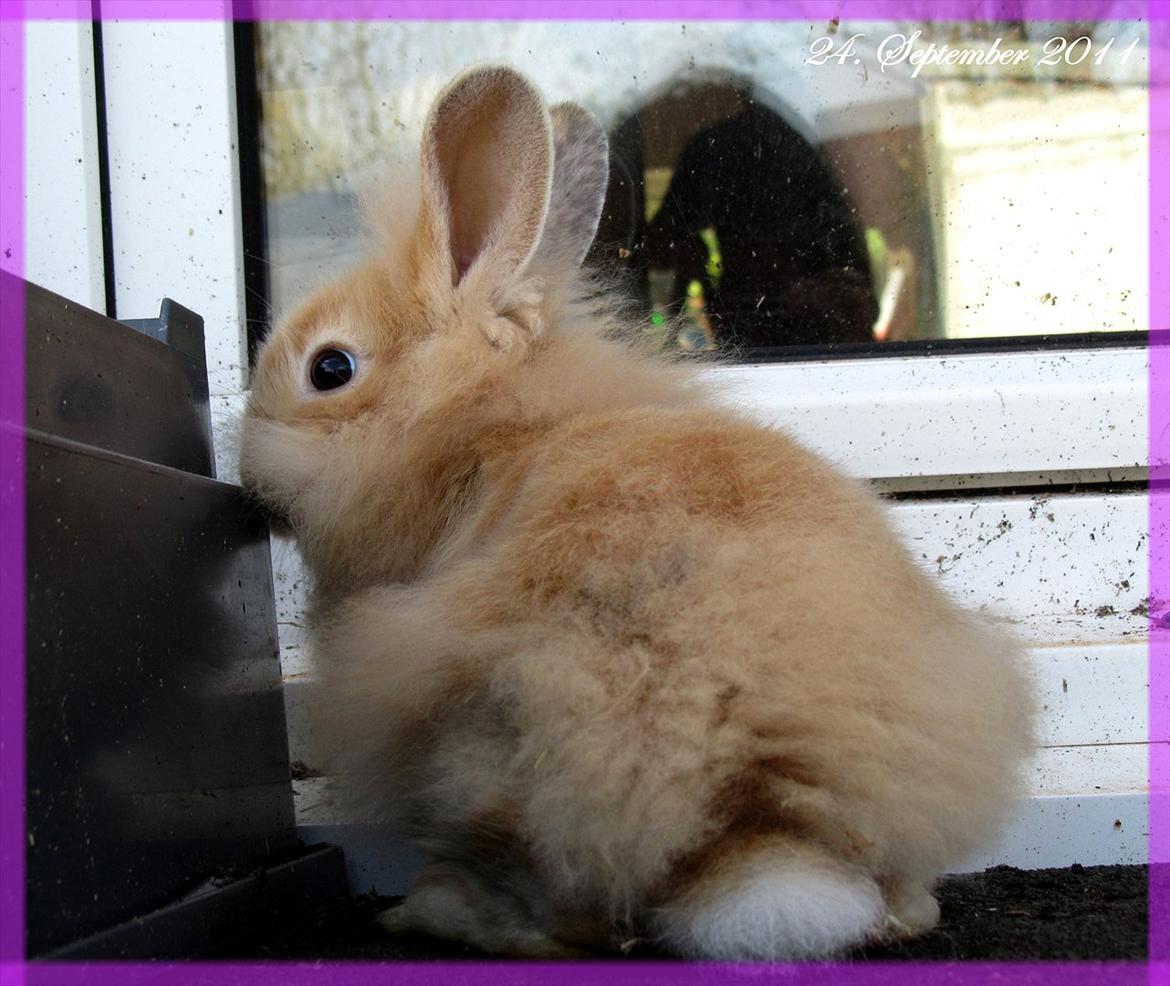 Kanin Gizmo - Slikke fidusern <3 billede 19