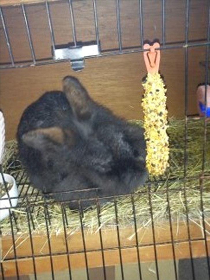 Kanin Fjumse - Min bedste ven †R.I.P.† - Uhmm, mad.♥♥ billede 14