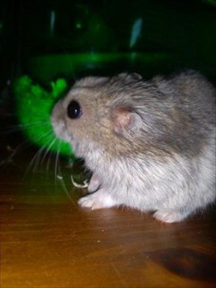 Dværghamster Findus<3 † R.I.P. † - Nurh, elsker det billede!<33 billede 14