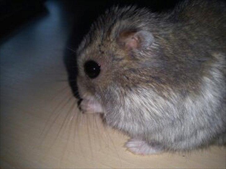 Dværghamster Findus<3 † R.I.P. † - Spiser lige guf! :-) billede 15