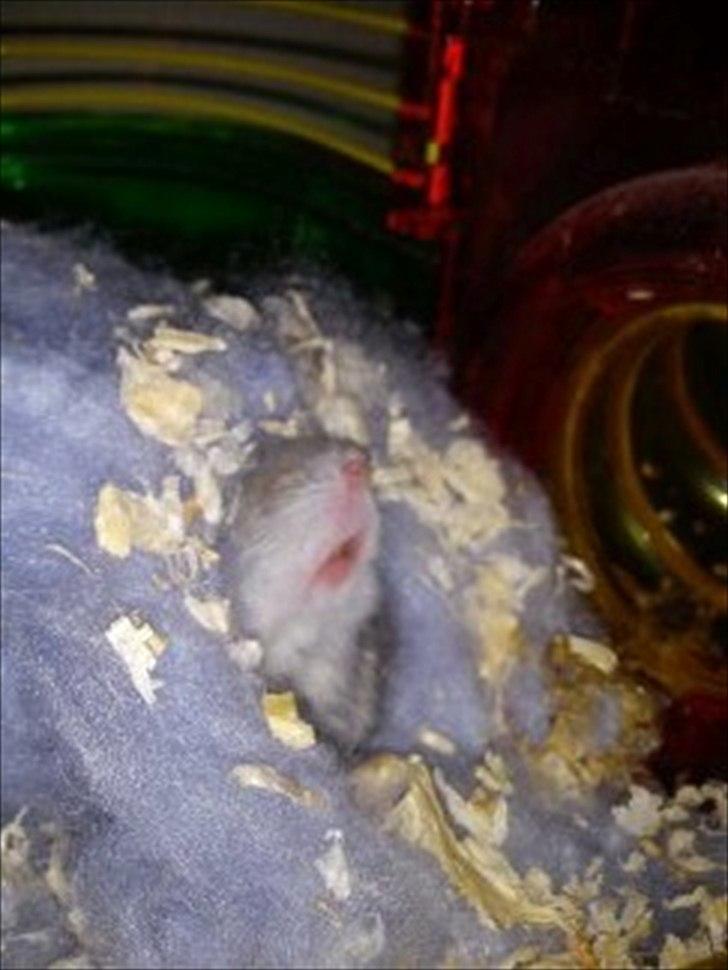 Dværghamster Findus<3 † R.I.P. † - Er lige vågnet! ;-D billede 16