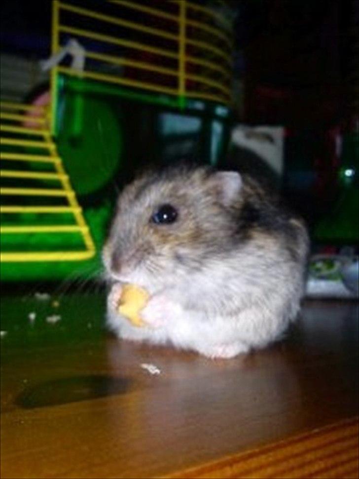 Dværghamster Striber<3 † R.I.P. † - Spiser guf!<3 billede 14