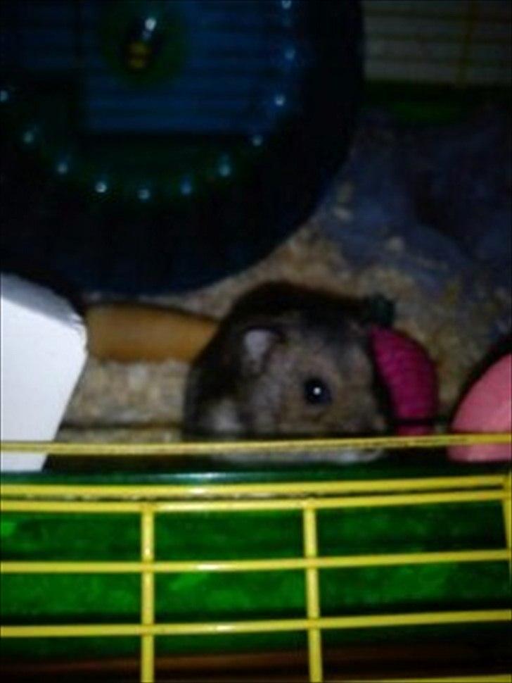 Dværghamster Striber<3 † R.I.P. † - Nurh, sødt!<33 billede 15