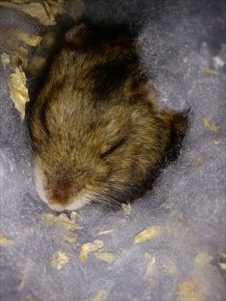 Dværghamster Striber<3 † R.I.P. † - tyksak sover! :-) billede 16