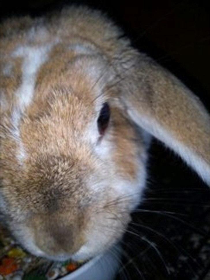 Kanin Pjuske<3 - Fordi du er dejlig! <3 billede 15