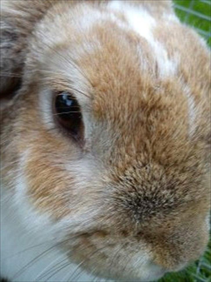 Kanin Pjuske<3 - Fordi du vil! <3 billede 16