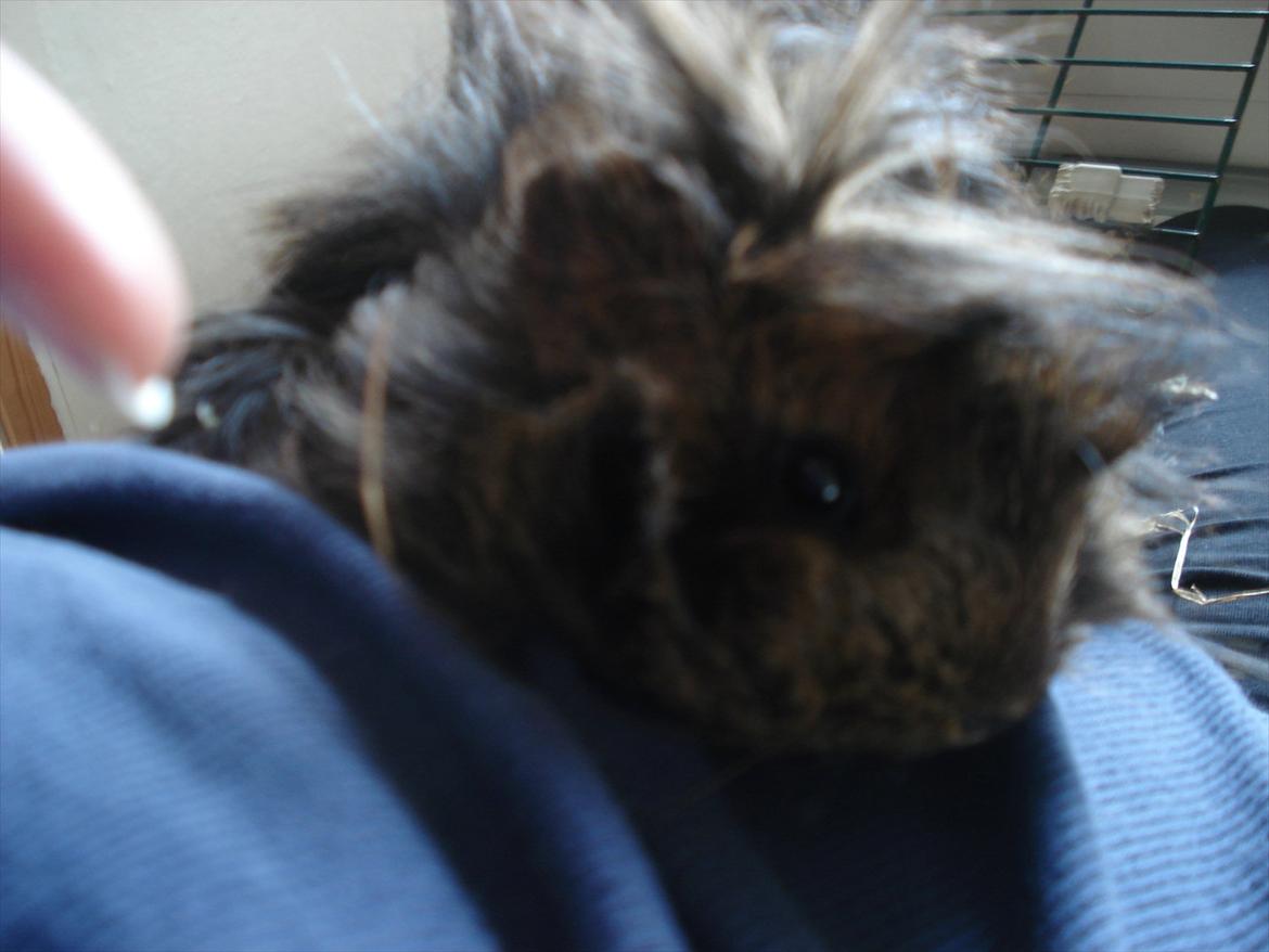 Marsvin Caramel Cookie billede 1