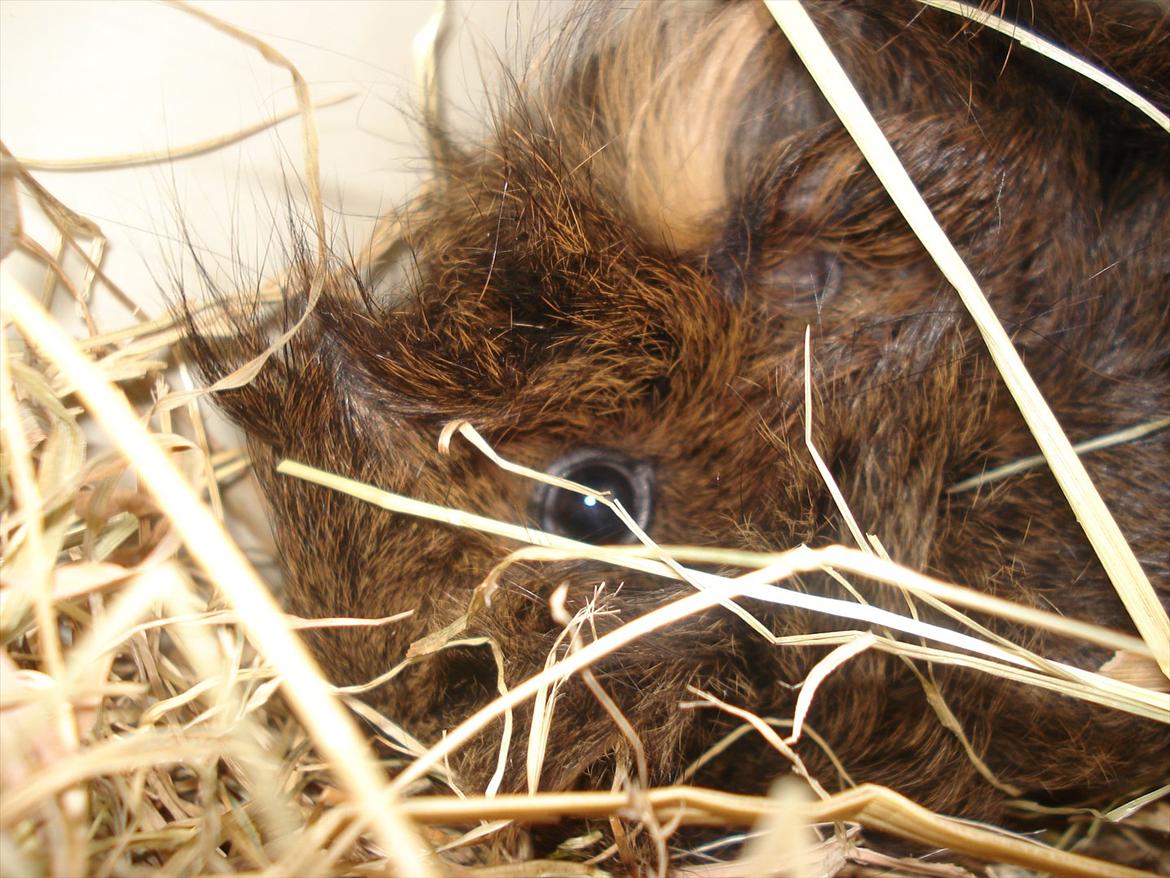 Marsvin Caramel Cookie billede 2