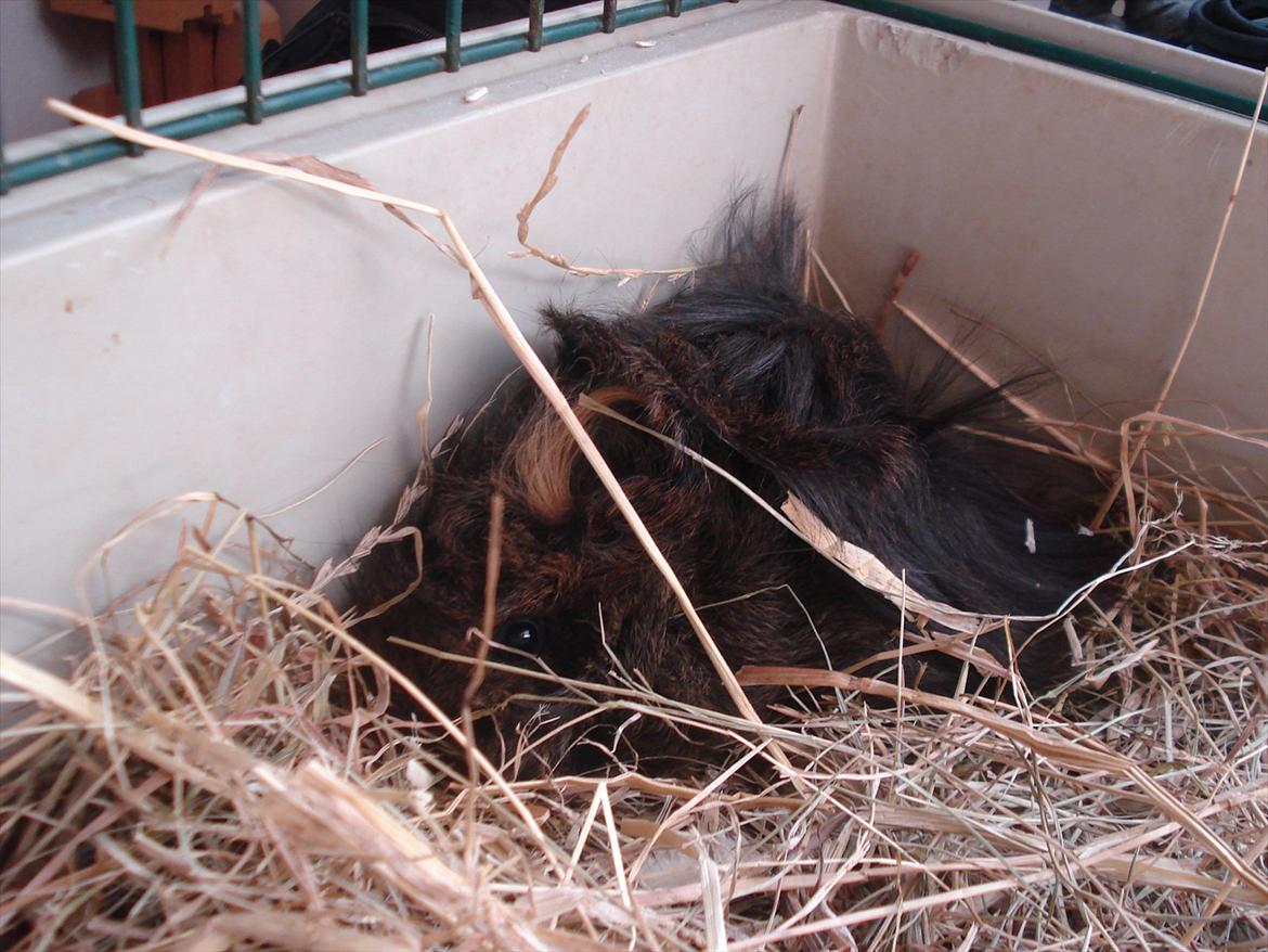 Marsvin Caramel Cookie billede 3