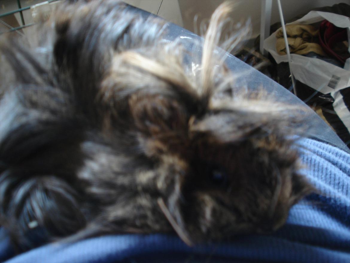 Marsvin Caramel Cookie billede 4