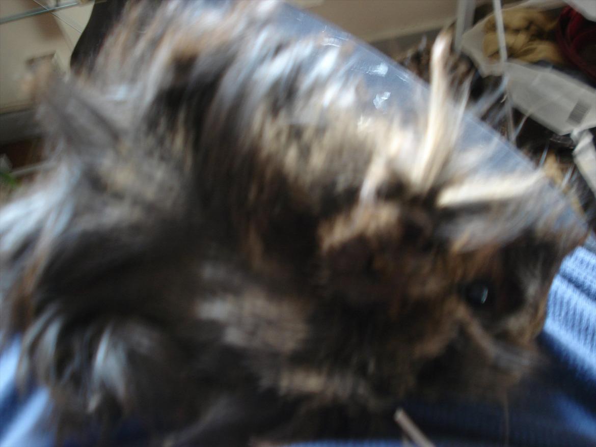 Marsvin Caramel Cookie billede 5