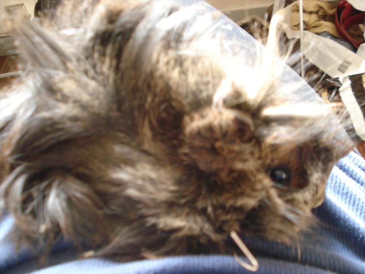 Marsvin Caramel Cookie billede 6