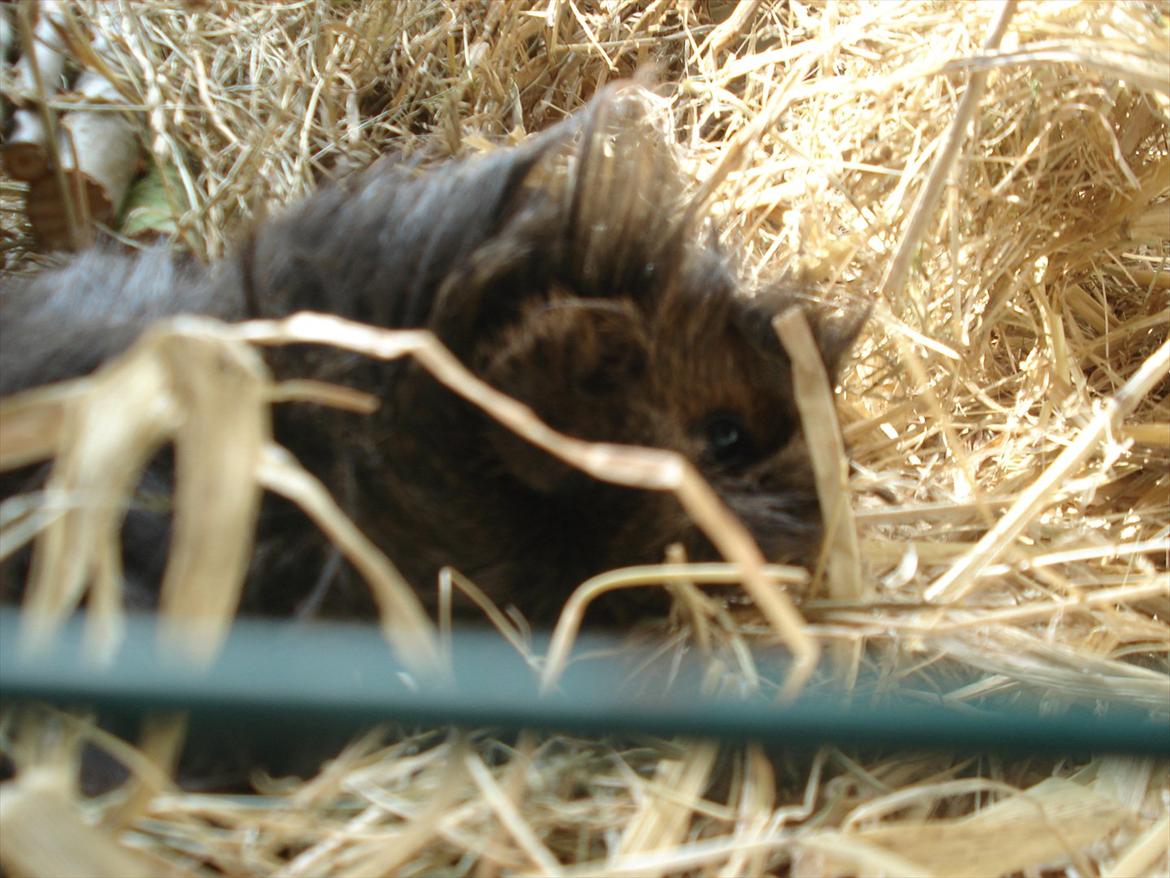 Marsvin Caramel Cookie billede 7