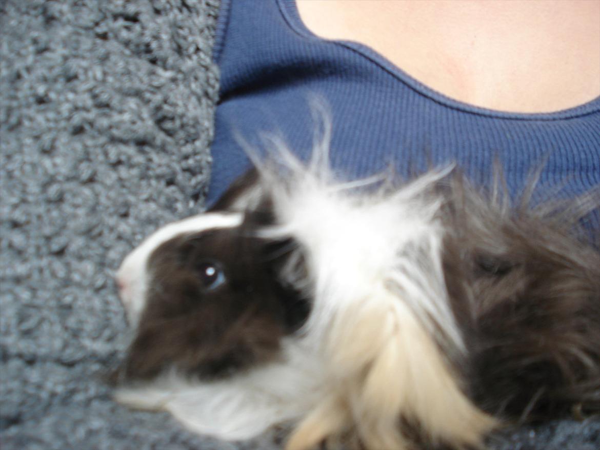 Marsvin Ibi billede 1