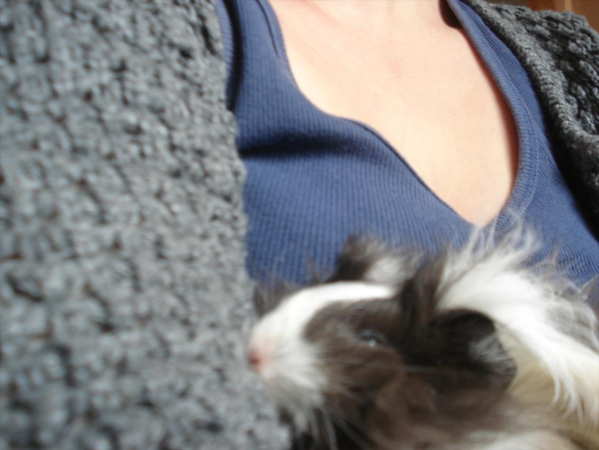 Marsvin Ibi billede 2