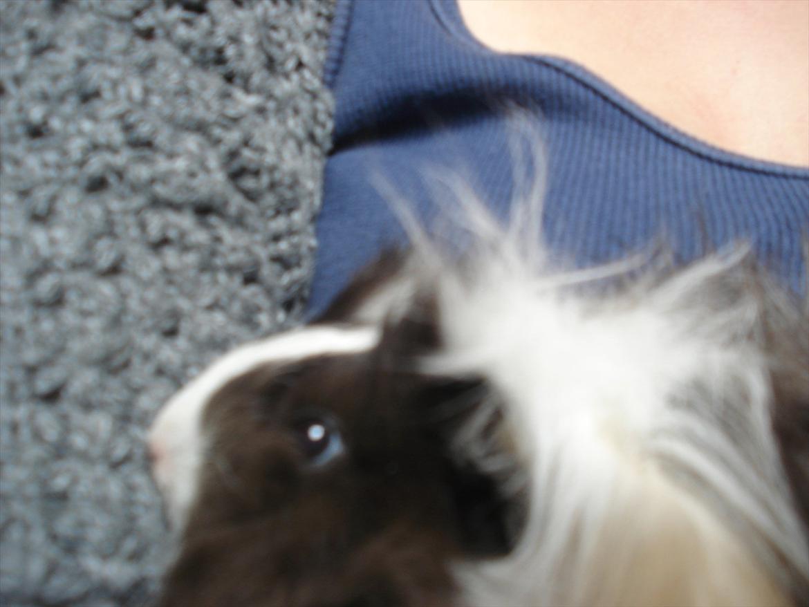 Marsvin Ibi billede 3