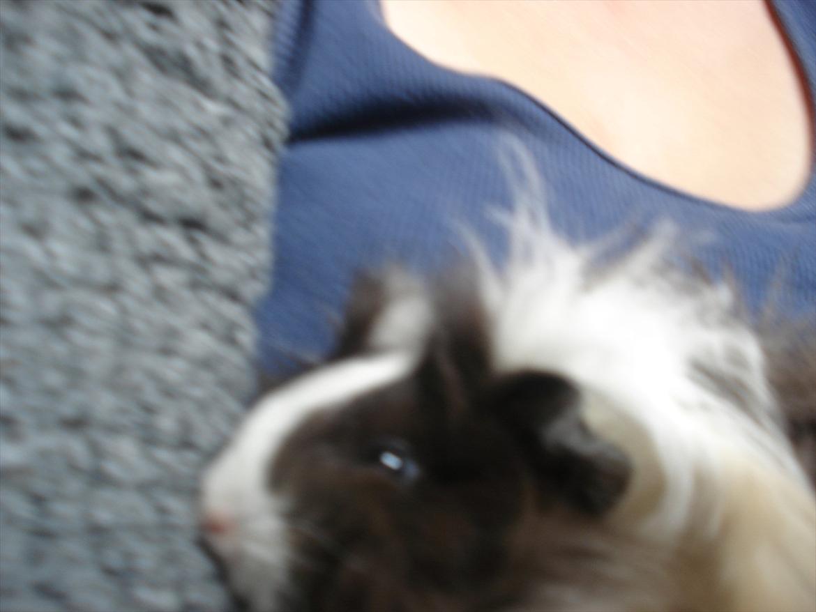 Marsvin Ibi billede 4