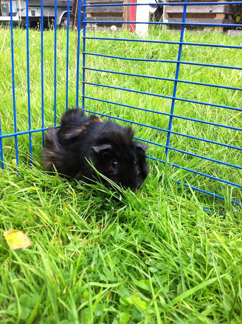 Marsvin Tulle *RIP* - tulle:D billede 1