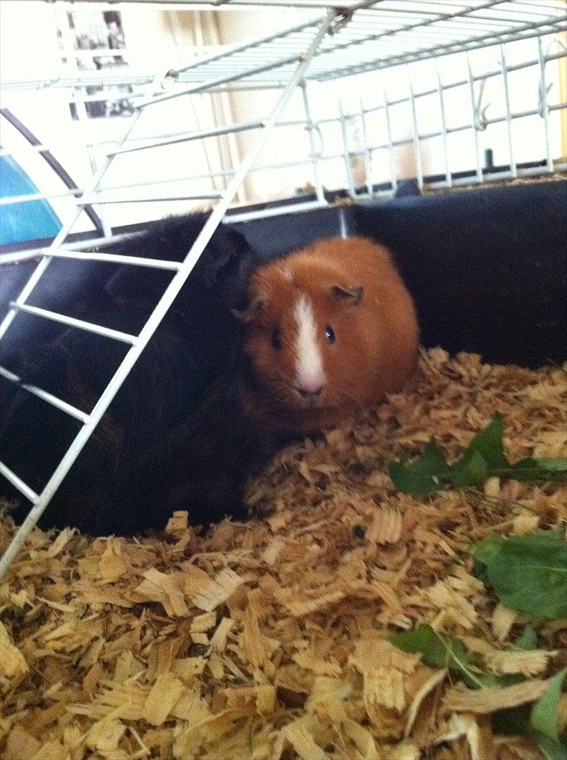 Marsvin Tulle *RIP* - tulle og olivia:D billede 2