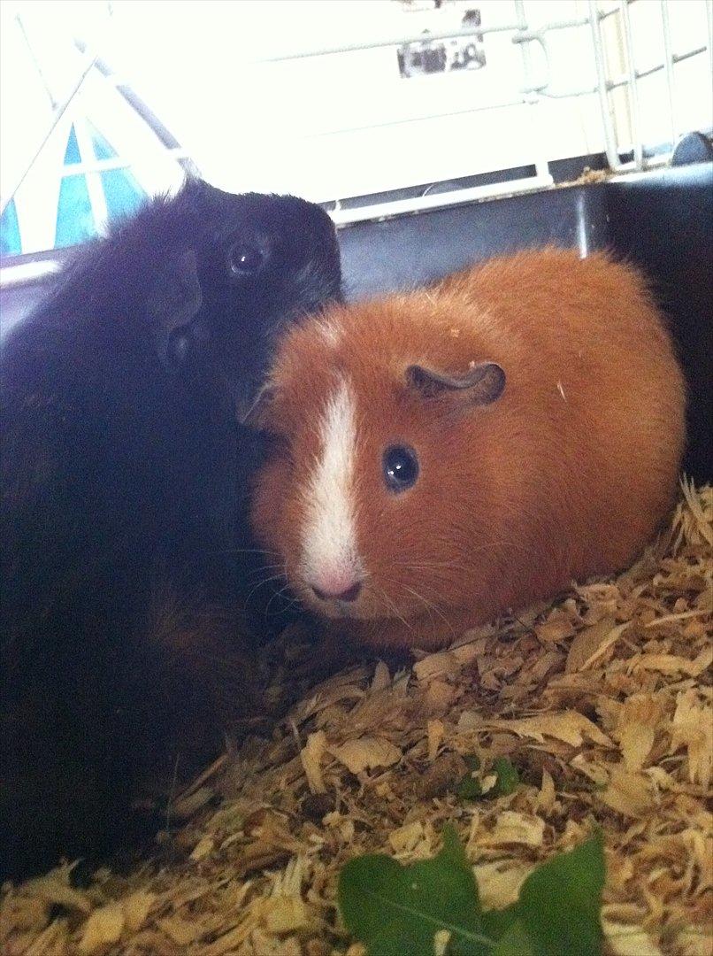 Marsvin Tulle *RIP* billede 3