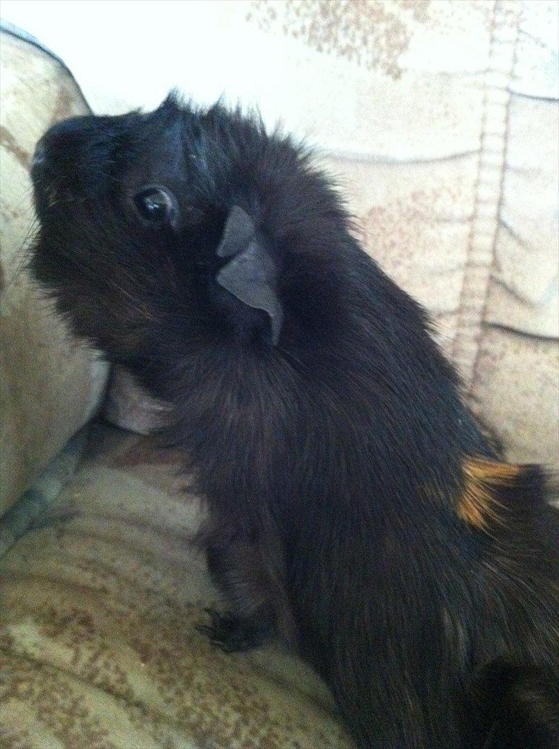 Marsvin Tulle *RIP* billede 4