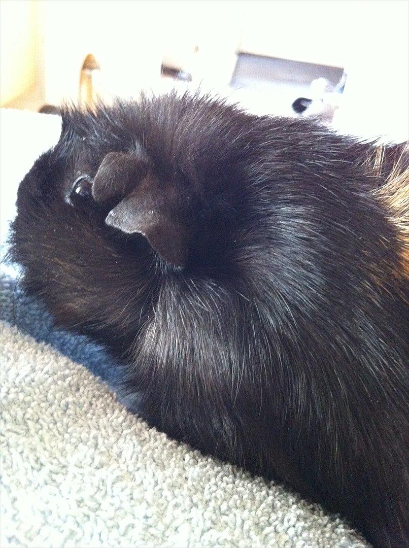 Marsvin Tulle *RIP* billede 5