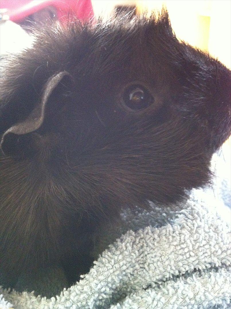 Marsvin Tulle *RIP* billede 6