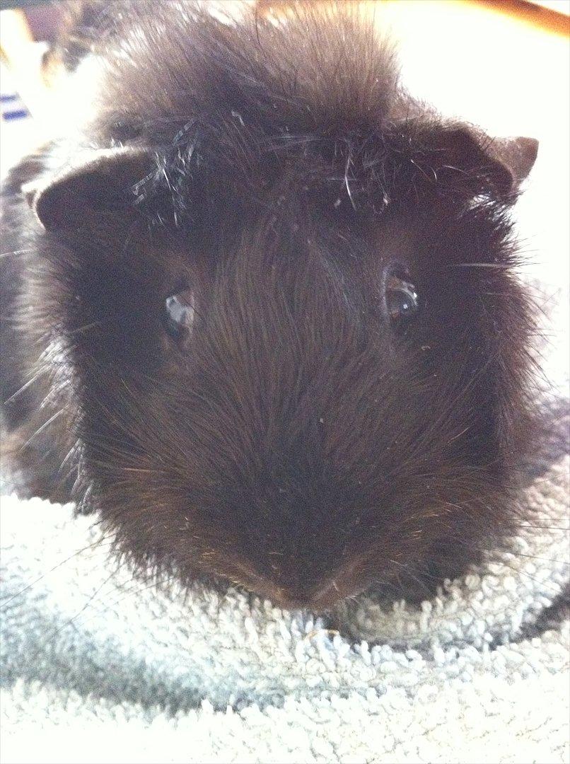 Marsvin Tulle *RIP* billede 7