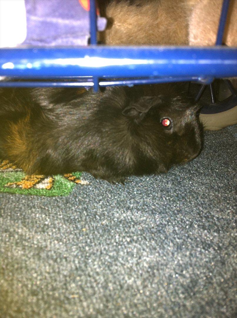 Marsvin Tulle *RIP* billede 8