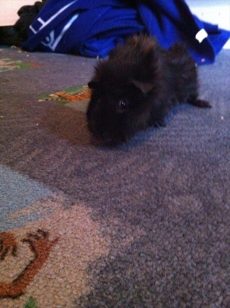 Marsvin Tulle *RIP* billede 9