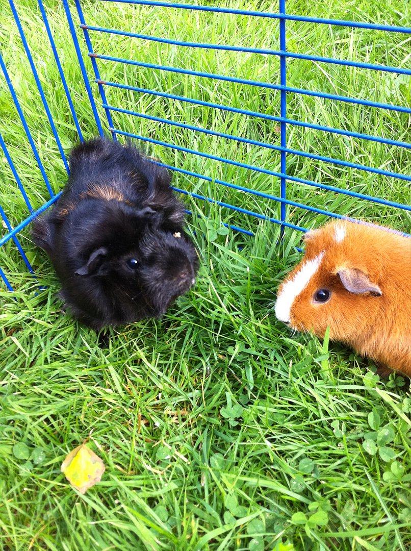 Marsvin Tulle *RIP* billede 10