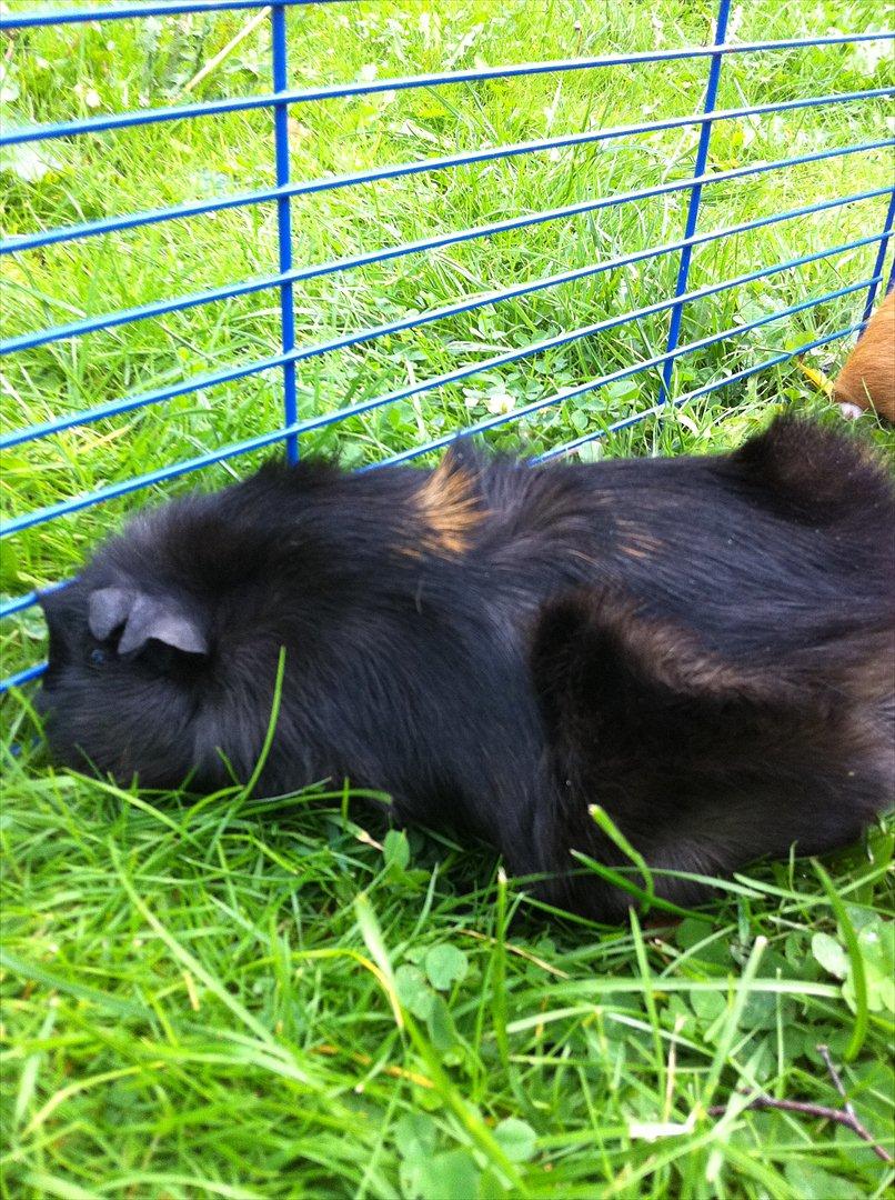 Marsvin Tulle *RIP* billede 11