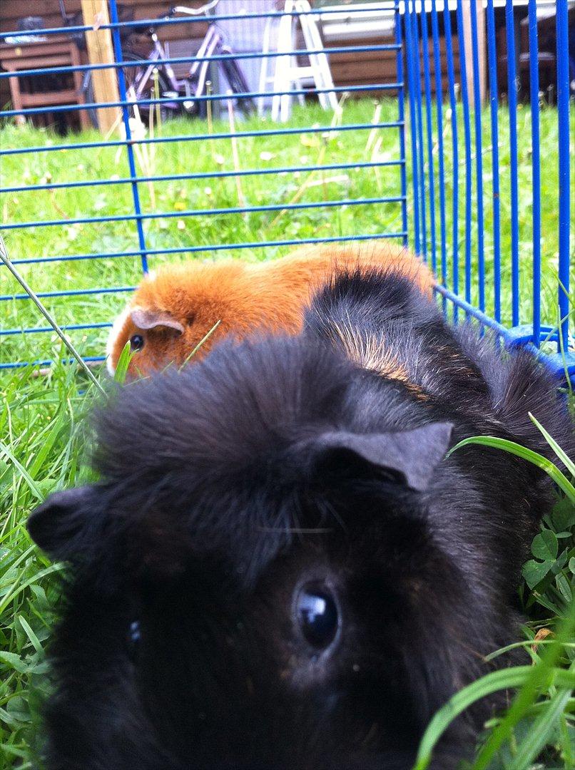 Marsvin Tulle *RIP* billede 12