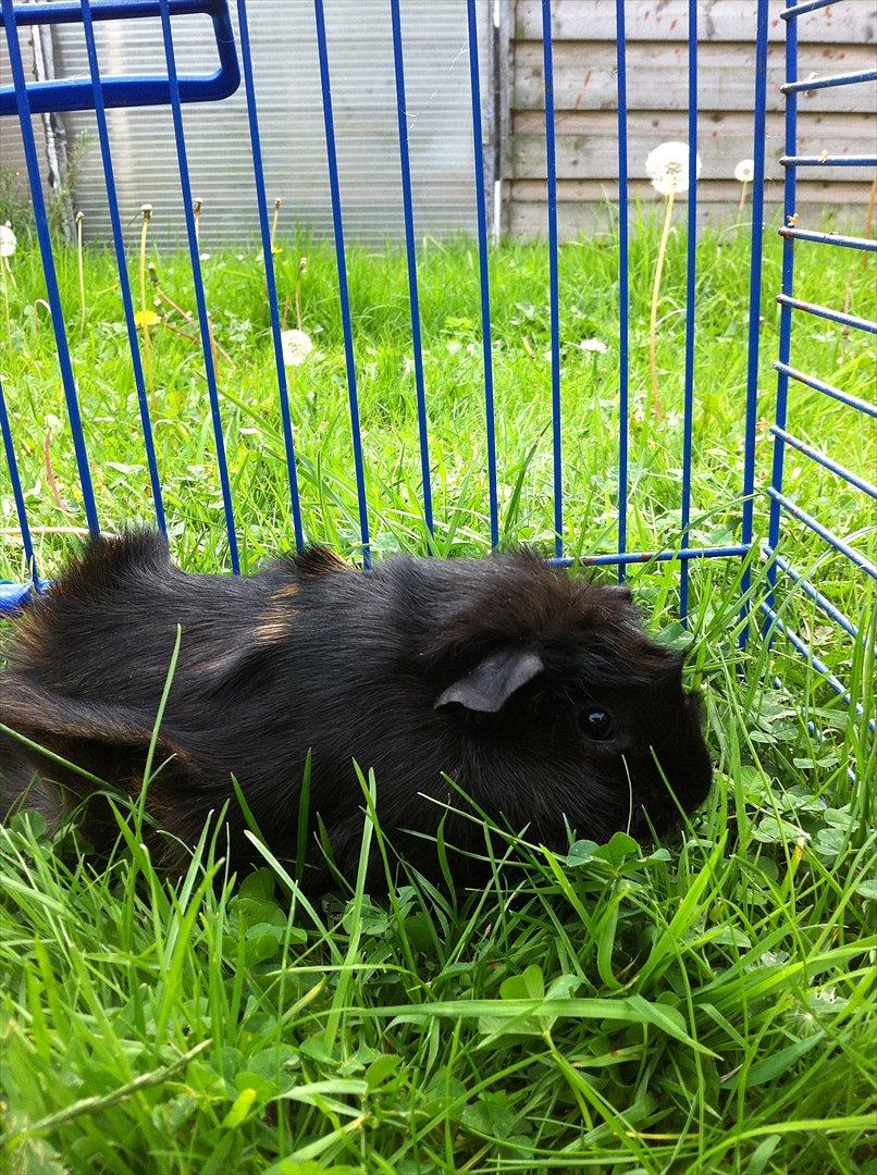 Marsvin Tulle *RIP* billede 13