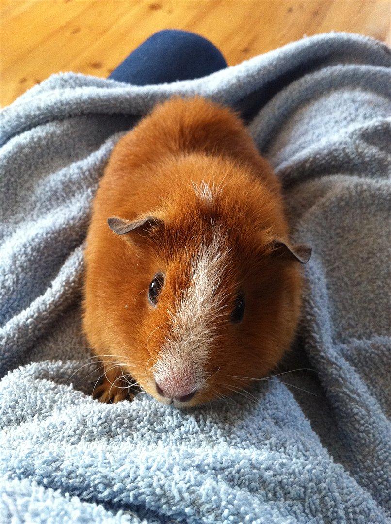 Marsvin Olivia *RIP* - olivia:D billede 1