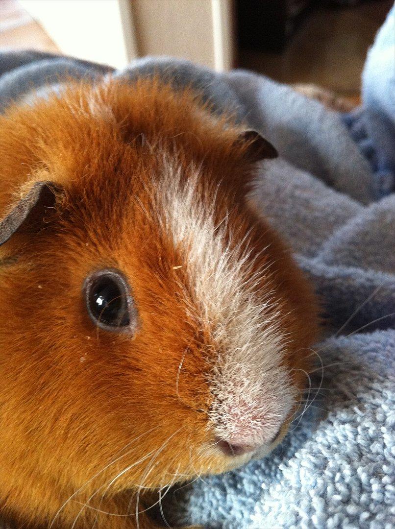 Marsvin Olivia *RIP* billede 2