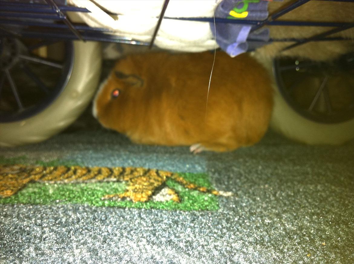 Marsvin Olivia *RIP* - se hvor lille jeg er:D billede 3