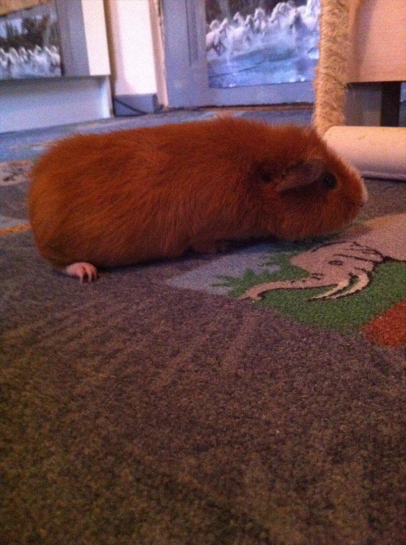 Marsvin Olivia *RIP* billede 4