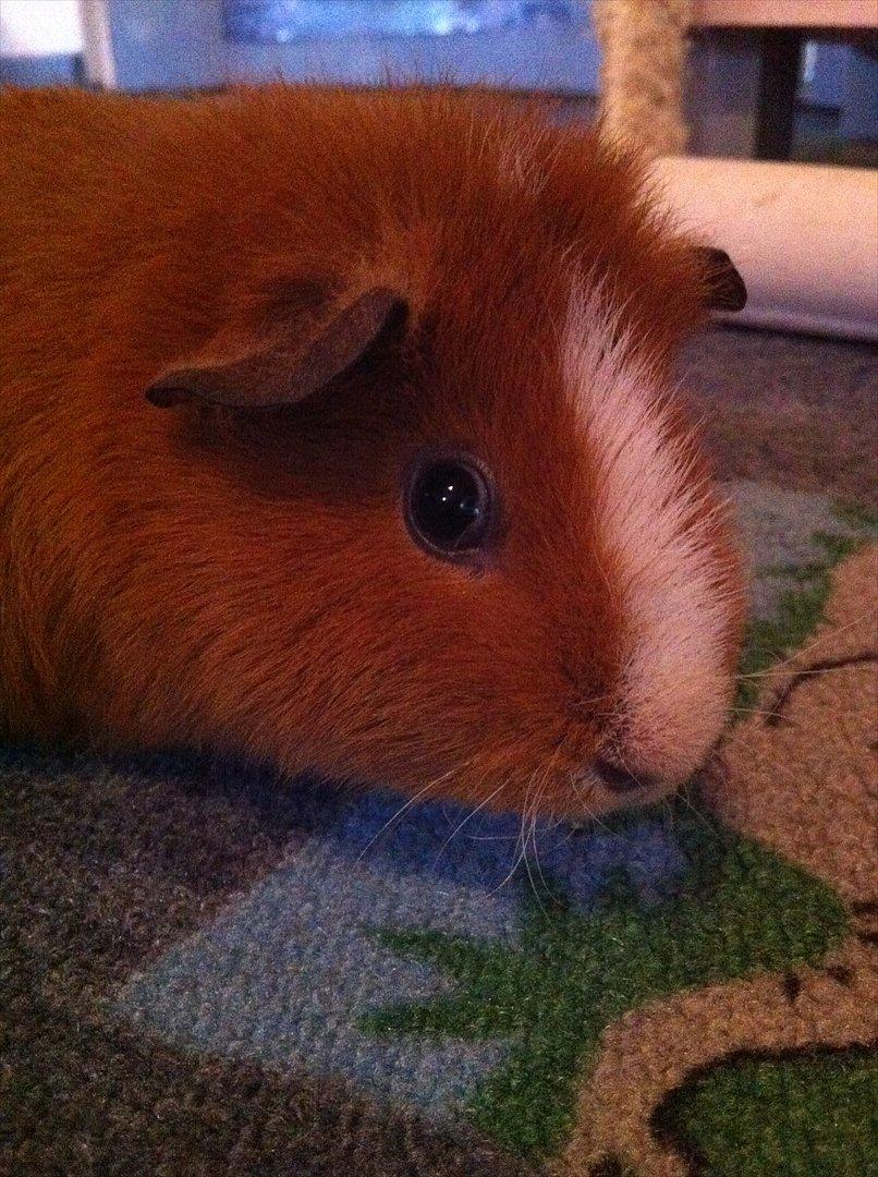 Marsvin Olivia *RIP* billede 5
