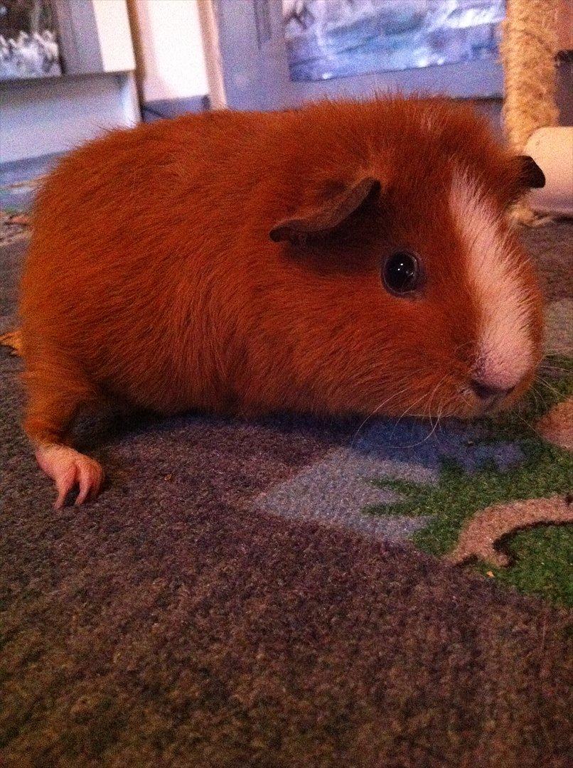 Marsvin Olivia *RIP* billede 6