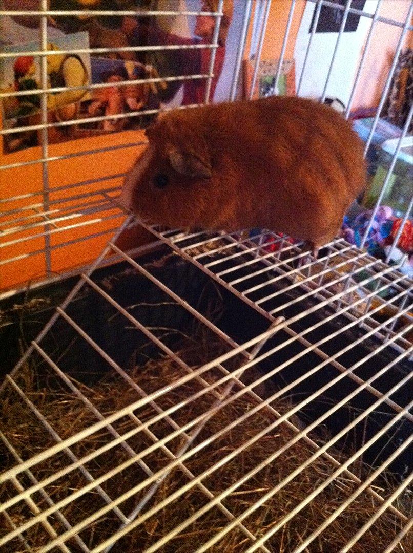 Marsvin Olivia *RIP* billede 7