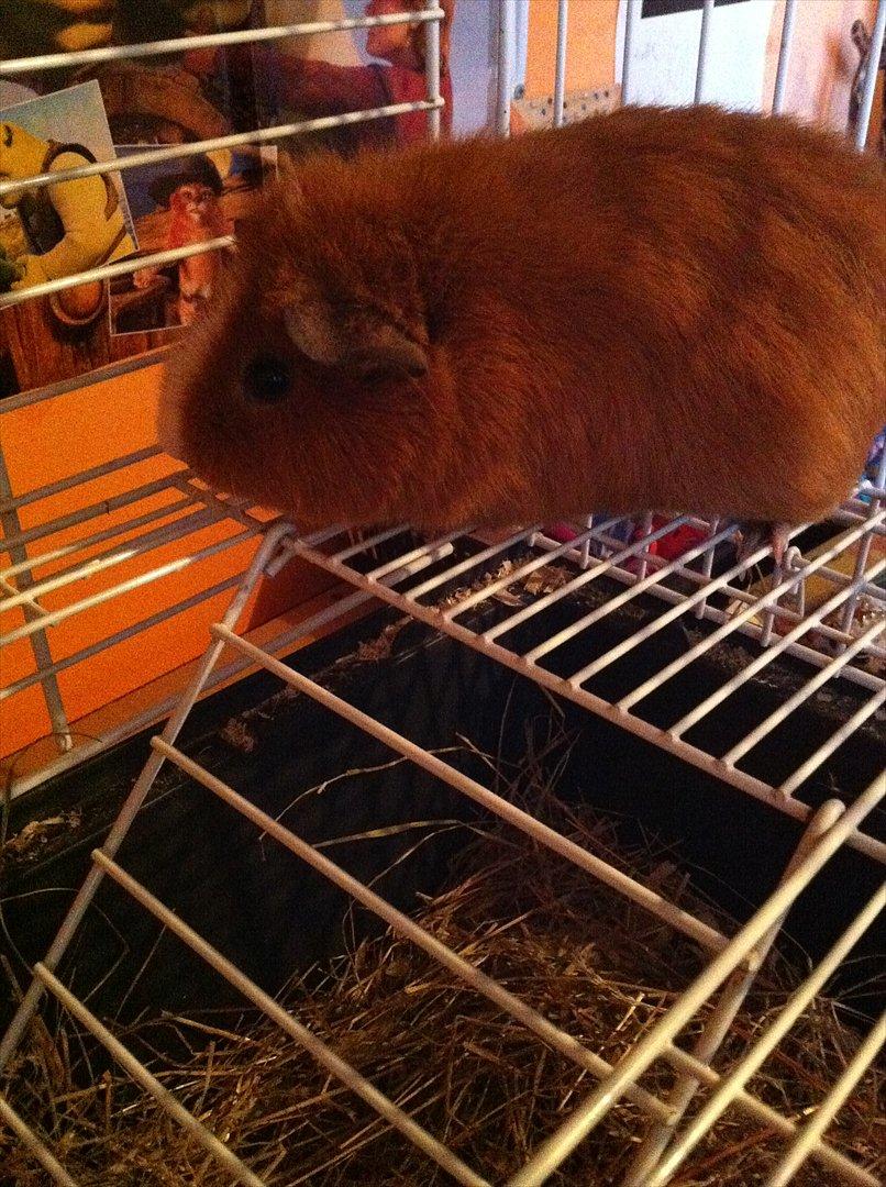 Marsvin Olivia *RIP* billede 8