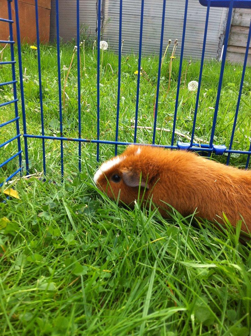 Marsvin Olivia *RIP* billede 9