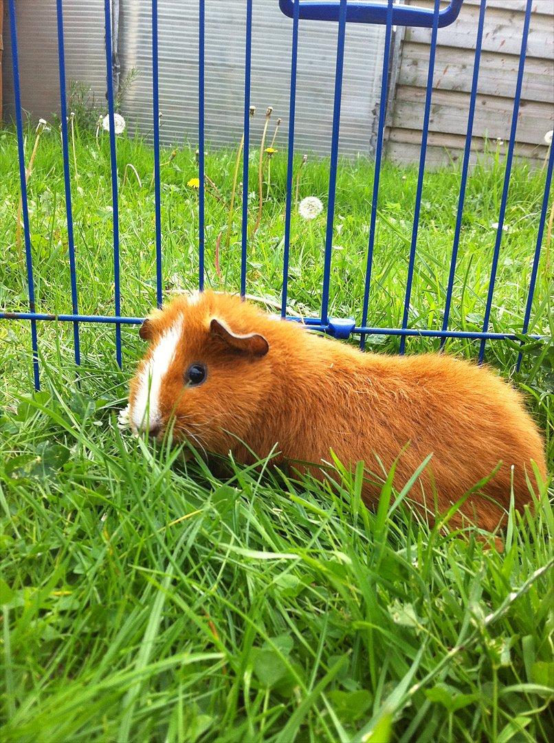 Marsvin Olivia *RIP* billede 10